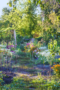 The garden in the end of summer